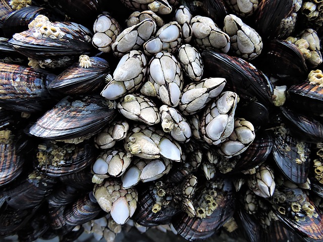 goose barnacles and mussels