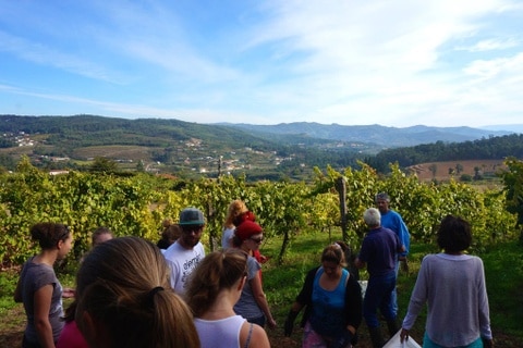 wine harvest experience in Douro