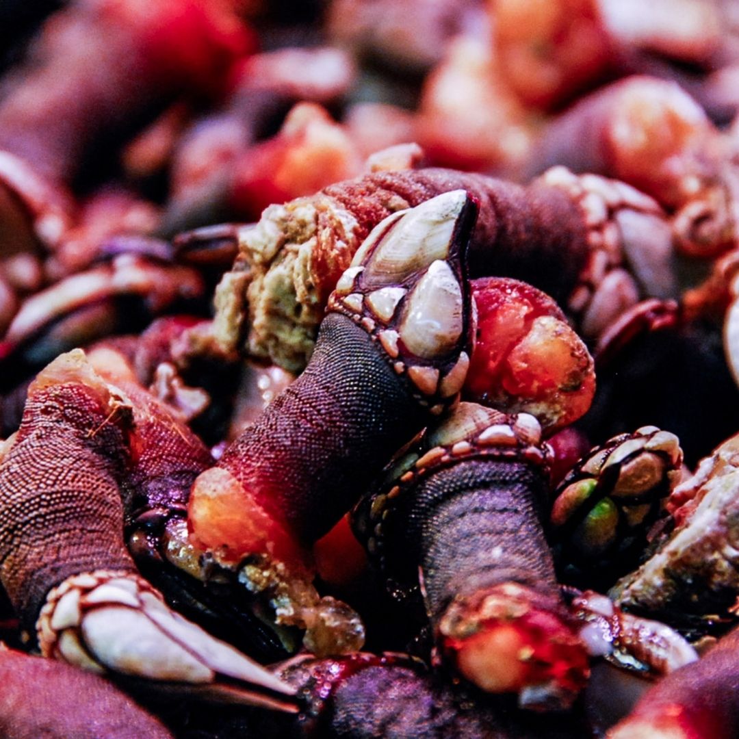 Barnacles In Portugal